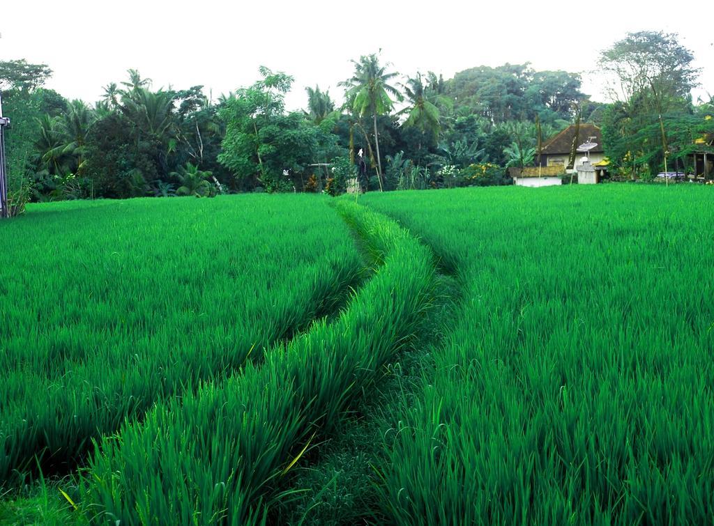 Adi Santia Bungalows Ubud Exteriör bild
